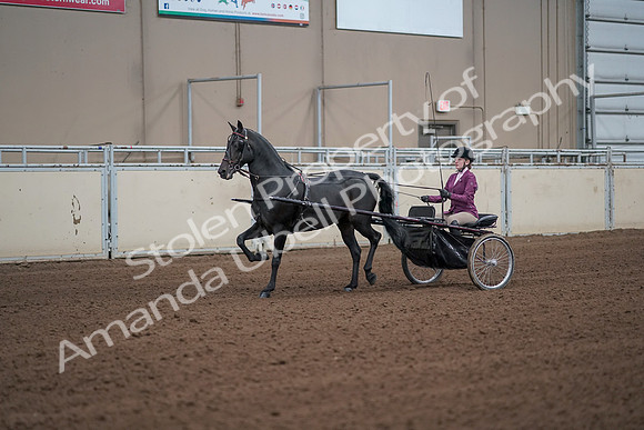2019 Morgan Horse Show - Sept 01, 2019 - 10368_1