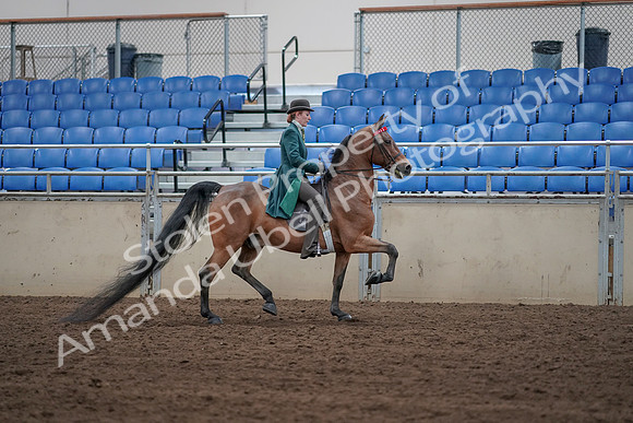 2019 Morgan Horse Show - Sept 01, 2019 - 13299