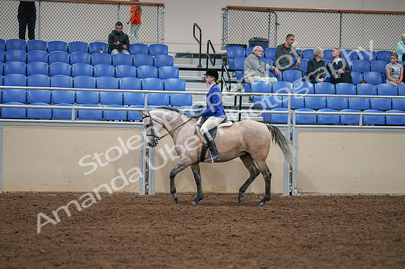 2020 - AB Morgan Horse - Fri, Sept 04 - 10344