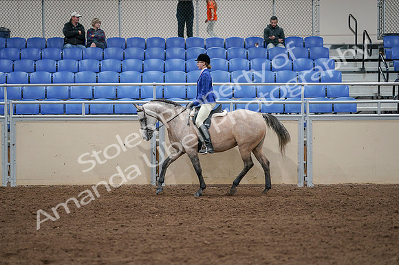 2020 - AB Morgan Horse - Fri, Sept 04 - 10346