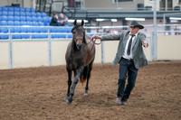 2020 - AB Morgan Horse - Sat, Sept 05 - 00721