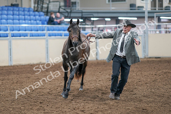2020 - AB Morgan Horse - Sat, Sept 05 - 00721