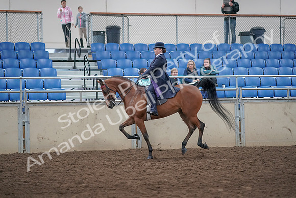 2019 Morgan Horse Show - Aug 31, 2019 - 08845
