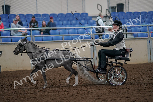 2019 Morgan Horse Show - Aug 30, 2019 - 13279
