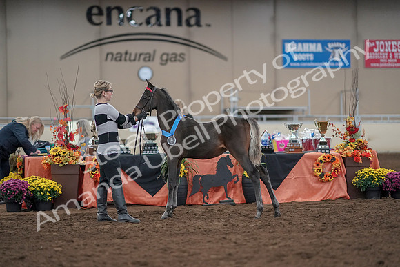 2019 Morgan Horse Show - Aug 31, 2019 - 00339