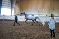 330 - Arabian Mare Breeding 2yrs&Over AOTH