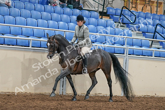 2020 - AB Morgan Horse - Sat, Sept 05 - 14480
