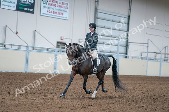 2020 - AB Morgan Horse - Fri, Sept 04 - 06160