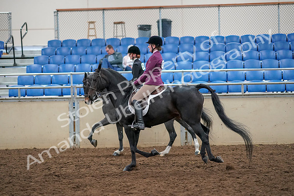 2019 Morgan Horse Show - Aug 30, 2019 - 23439