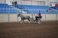 Class 148 - All Breed Pleasure Driving - Stake