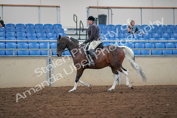 2019 Morgan Horse Show - Aug 30, 2019 - 16219