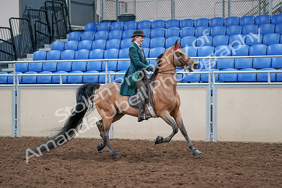 2020 - AB Morgan Horse - Sat, Sept 05 - 13873