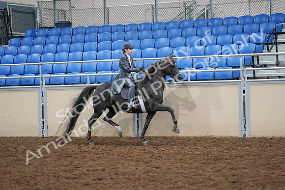 2020 - AB Morgan Horse - Sat, Sept 05 - 13942