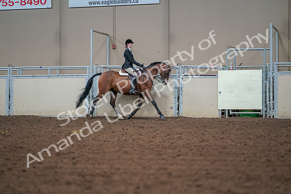2019 Morgan Horse Show - Aug 30, 2019 - 20762