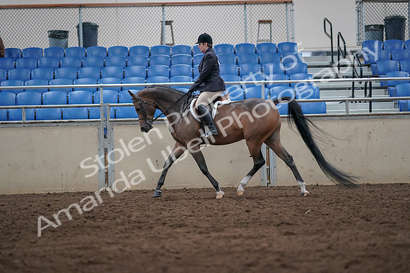 2019 Morgan Horse Show - Sept 01, 2019 - 08598