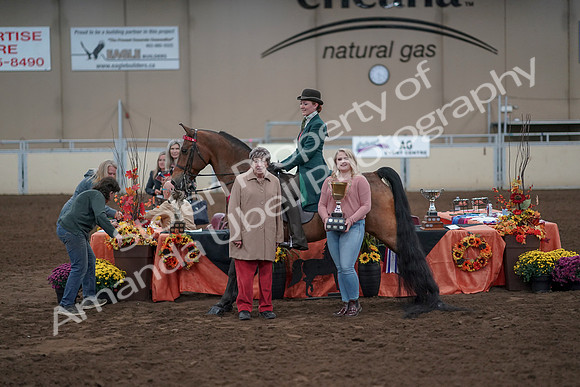 2019 Morgan Horse Show - Sept 01, 2019 - 13421