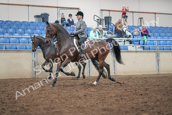 2019 Morgan Horse Show - Aug 30, 2019 - 20173