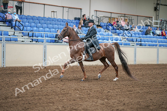 2020 - AB Morgan Horse - Fri, Sept 04 - 07921