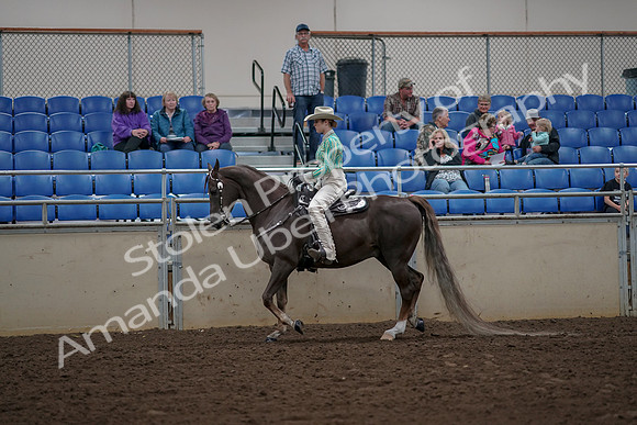 2019 Morgan Horse Show - Aug 30, 2019 - 25941