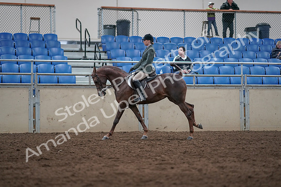 2019 Morgan Horse Show - Sept 01, 2019 - 08687