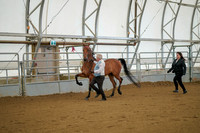 Class 006 - Morgan In-Hand - 3 Yrs & over