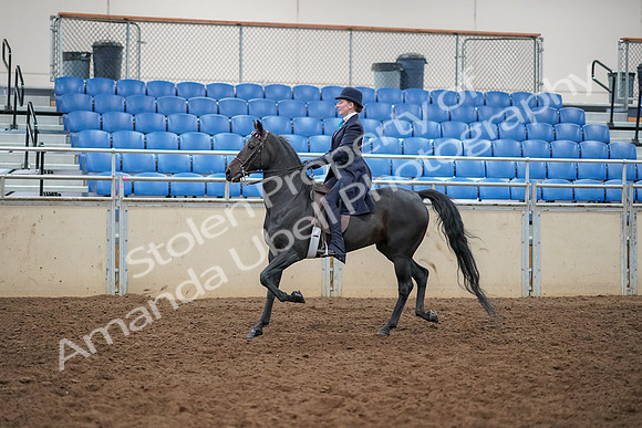2019 Morgan Horse Show - Aug 30, 2019 - 12173