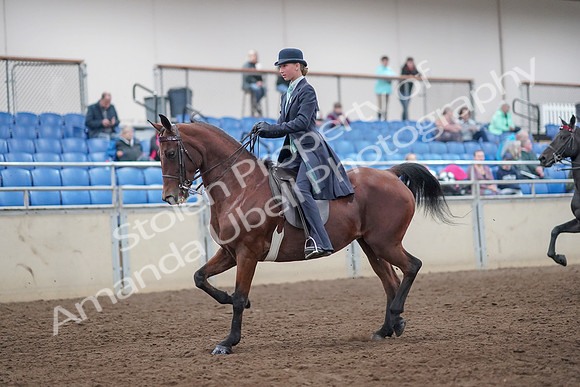 2019 Morgan Horse Show - Aug 31, 2019 - 08488