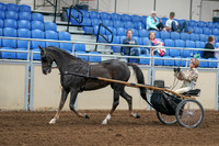 2020 - AB Morgan Horse - Sat, Sept 05 - 05845