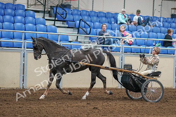 2020 - AB Morgan Horse - Sat, Sept 05 - 05845