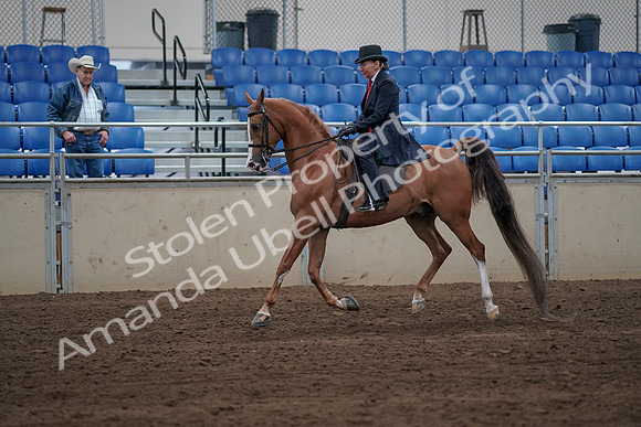 2019 Morgan Horse Show - Sept 01, 2019 - 11968