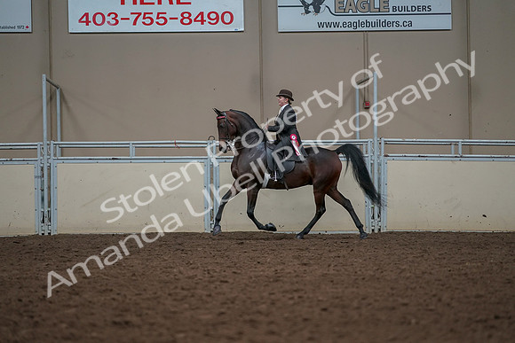 2019 Morgan Horse Show - Aug 30, 2019 - 28332