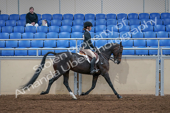 2020 - AB Morgan Horse - Fri, Sept 04 - 06047
