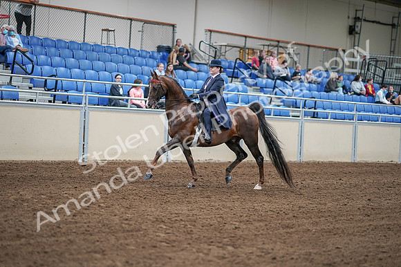 2020 - AB Morgan Horse - Fri, Sept 04 - 07881