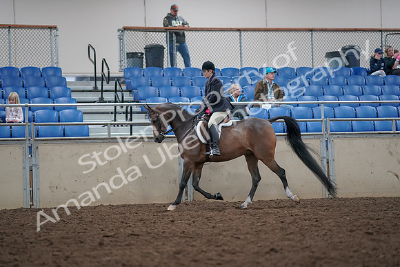 2019 Morgan Horse Show - Aug 31, 2019 - 15880