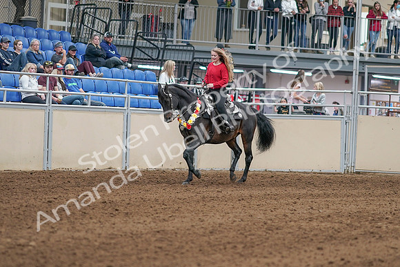 2020 - AB Morgan Horse - Sat, Sept 05 - 10415