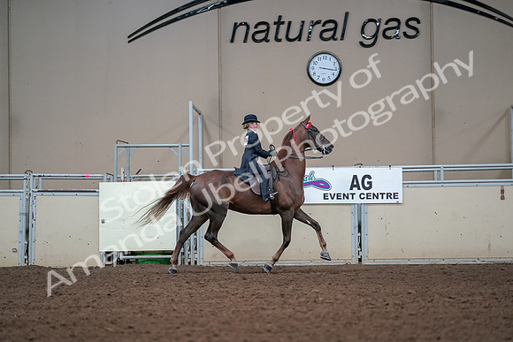 2019 Morgan Horse Show - Aug 30, 2019 - 17989