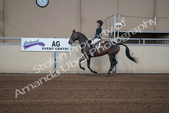 2019 Morgan Horse Show - Sept 01, 2019 - 03779