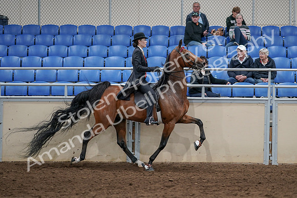 2020 - AB Morgan Horse - Sat, Sept 05 - 06805