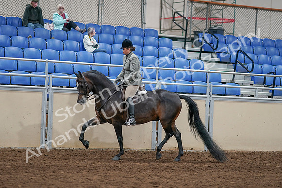 2020 - AB Morgan Horse - Sat, Sept 05 - 14330