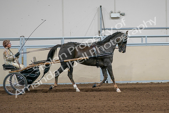 2020 - AB Morgan Horse - Sat, Sept 05 - 05901