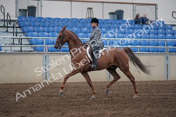 2019 Morgan Horse Show - Sept 01, 2019 - 12236