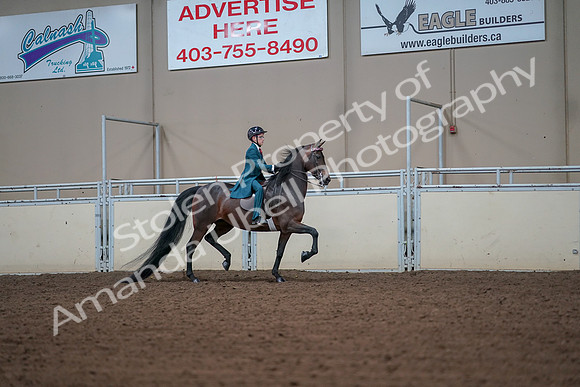 2019 Morgan Horse Show - Aug 30, 2019 - 18008