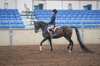 2019 Morgan Horse Show - Sept 01, 2019 - 05479