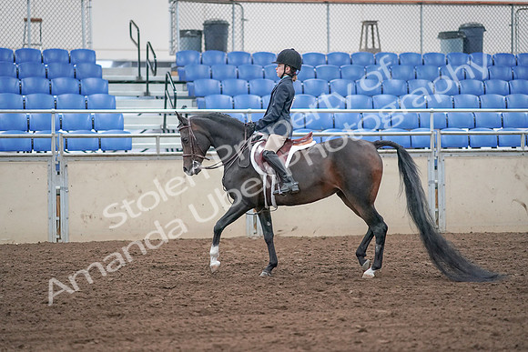 2019 Morgan Horse Show - Sept 01, 2019 - 05479