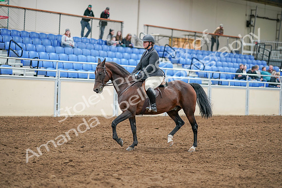 2020 - AB Morgan Horse - Sat, Sept 05 - 14297