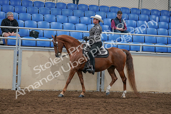 2020 - AB Morgan Horse - Sun, Sept 06 - 07511