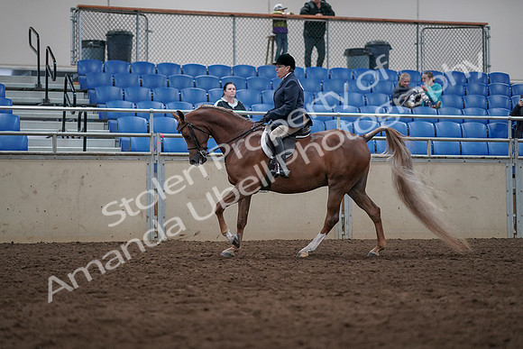 2019 Morgan Horse Show - Sept 01, 2019 - 08674