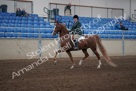 2019 Morgan Horse Show - Sept 01, 2019 - 12170