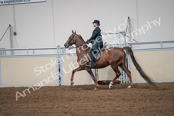 2020 - AB Morgan Horse - Fri, Sept 04 - 07996