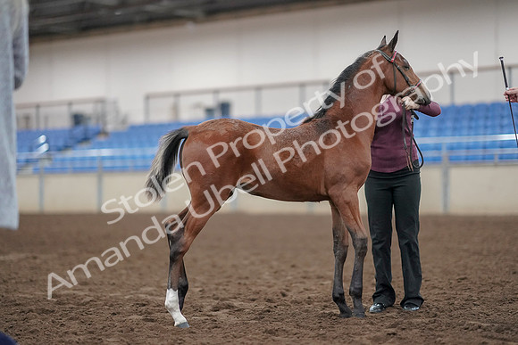2019 Morgan Horse Show - Aug 31, 2019 - 00440